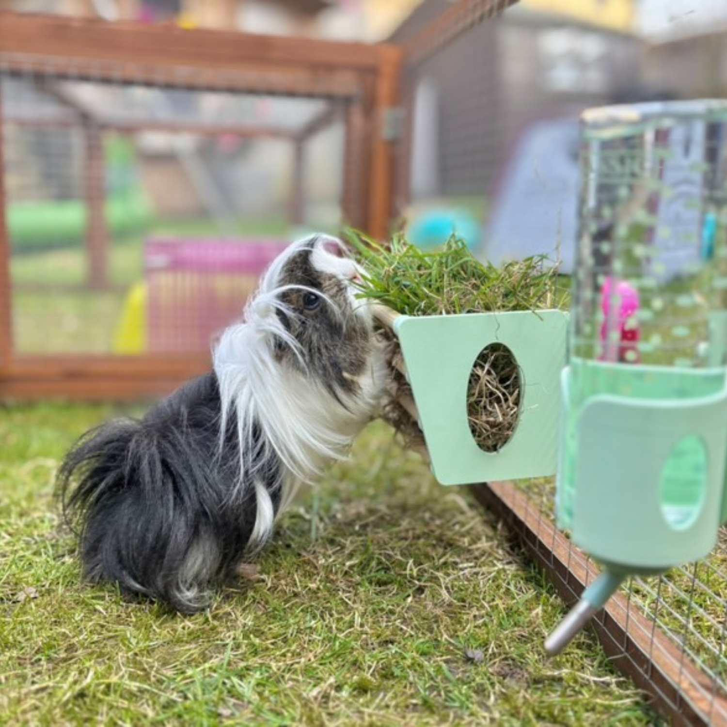Guinea pig eating from a cage mounted hay rack in pastel pink color.