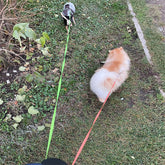 Retractable dog leash for small dogs in use, walking two small dogs outdoors on a grassy path.