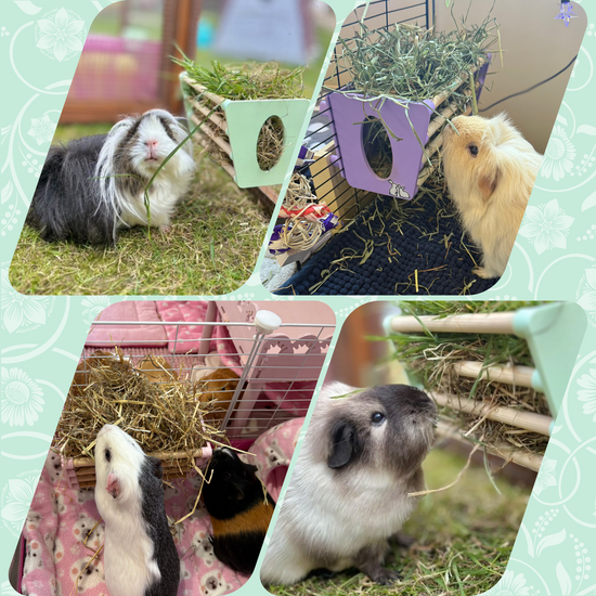 Guinea pigs enjoying a cage mounted hay rack in pastel pink, feeding on fresh hay in a cozy setup.